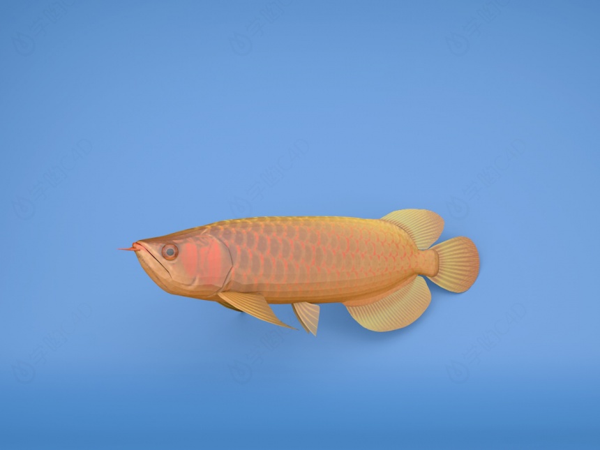 金鳞鱼C4D模型
