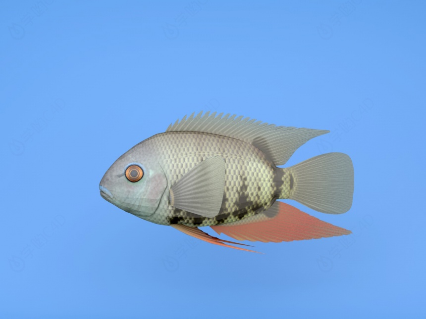 罗非鱼C4D模型
