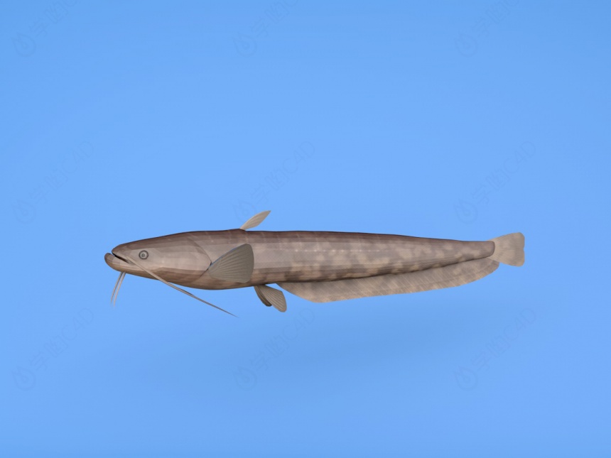鲶鱼C4D模型