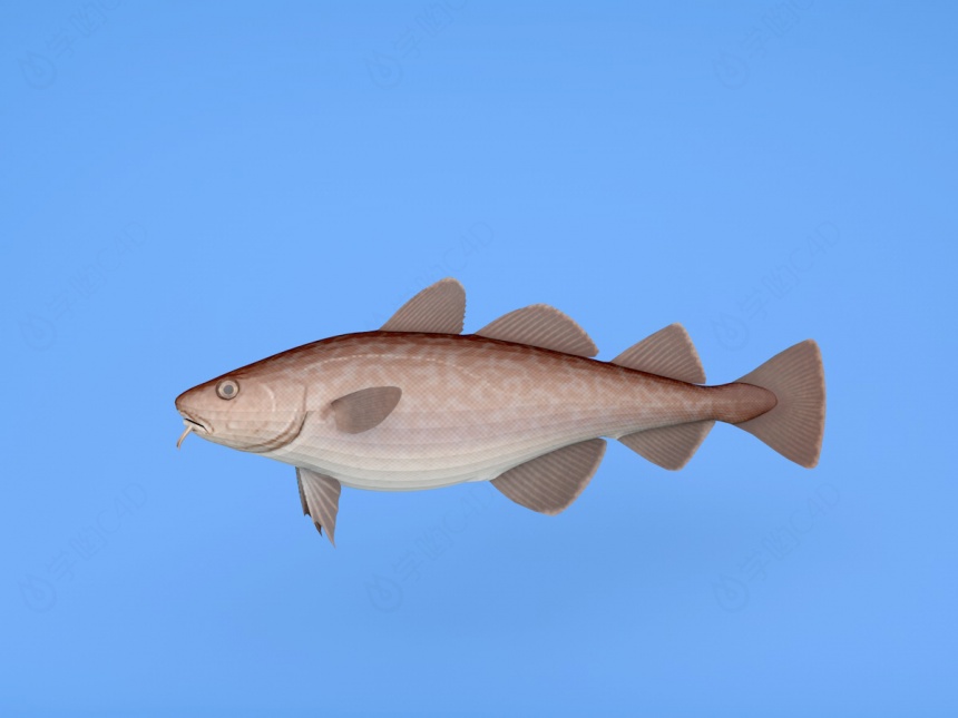 牛角箱魨鱼C4D模型