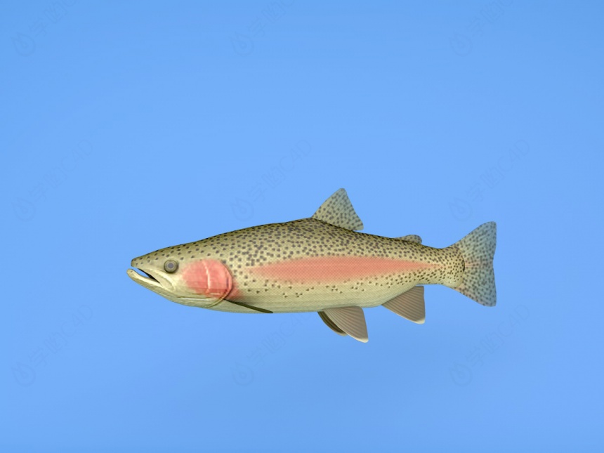 石斑鱼C4D模型