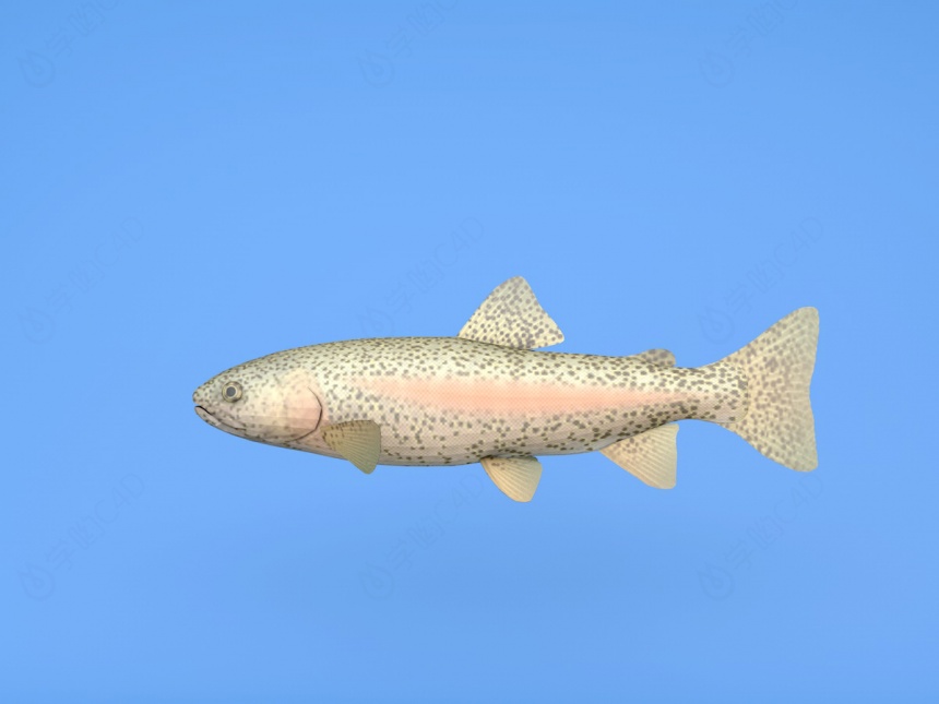 鲟鱼C4D模型