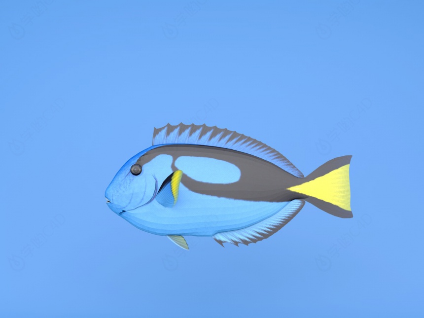 荧光鱼C4D模型
