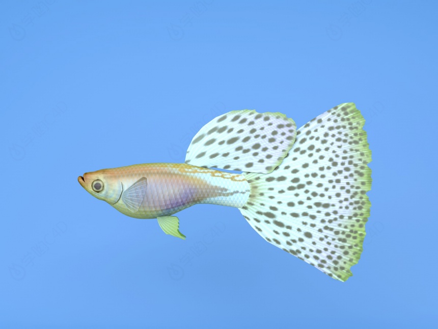 小花金鱼C4D模型