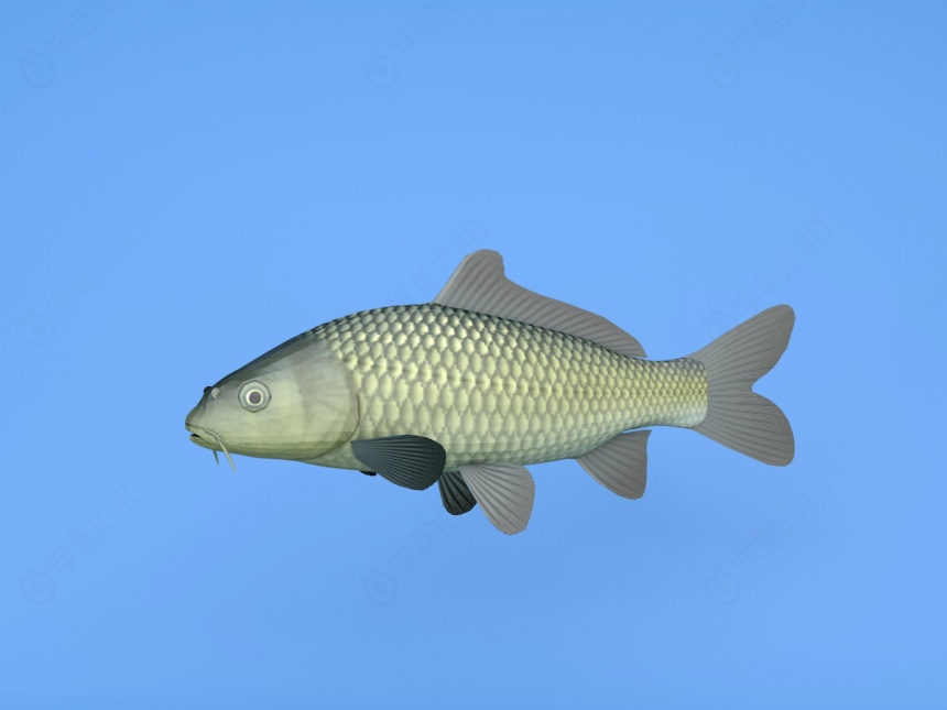 草鱼C4D模型