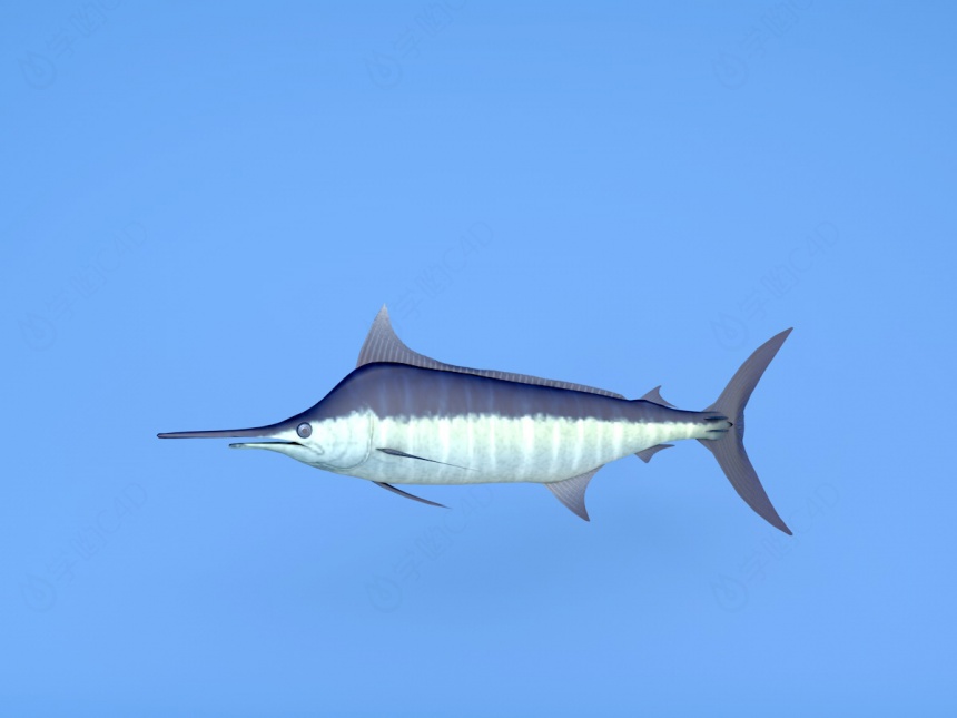鲨鱼C4D模型