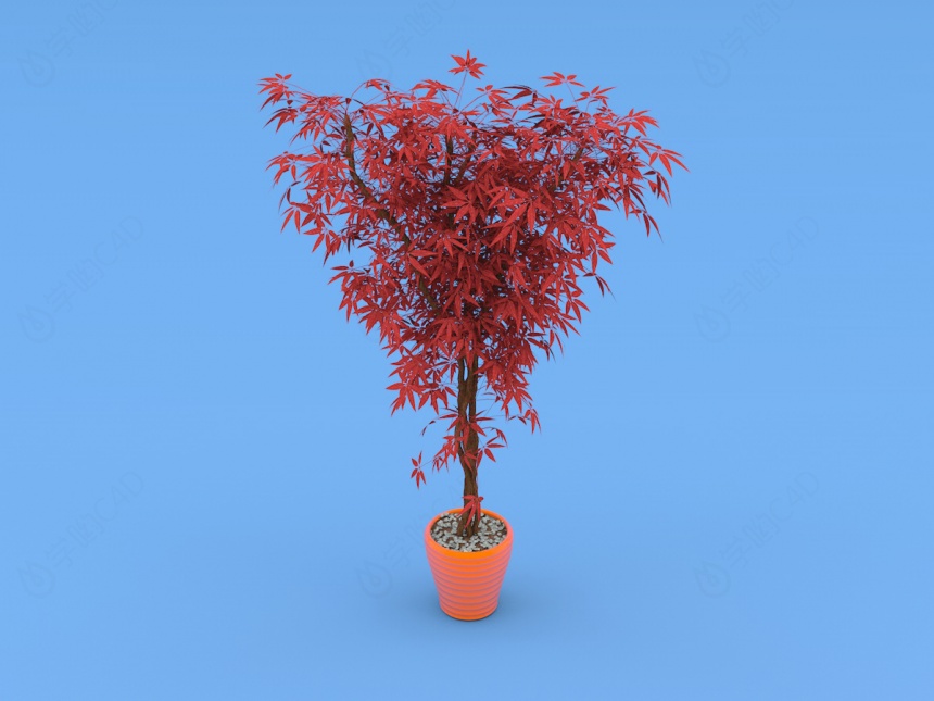 红竹叶盆栽C4D模型