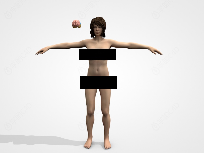 女性人体C4D模型
