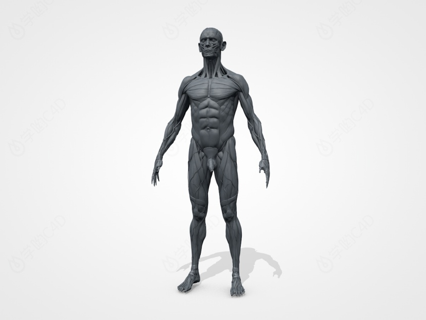 男性肌肉C4D模型