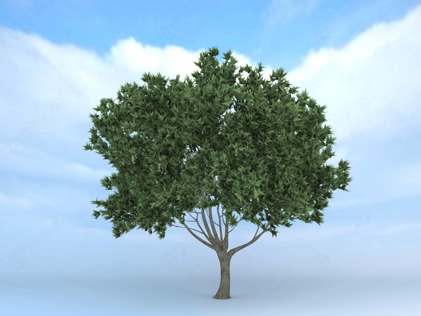 绿树C4D模型