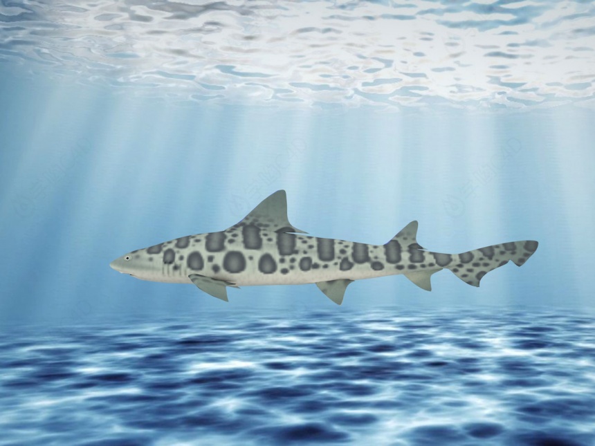 斑点鱼C4D模型