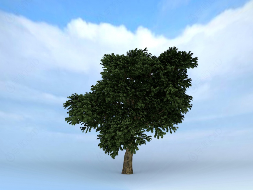 茂密树木C4D模型