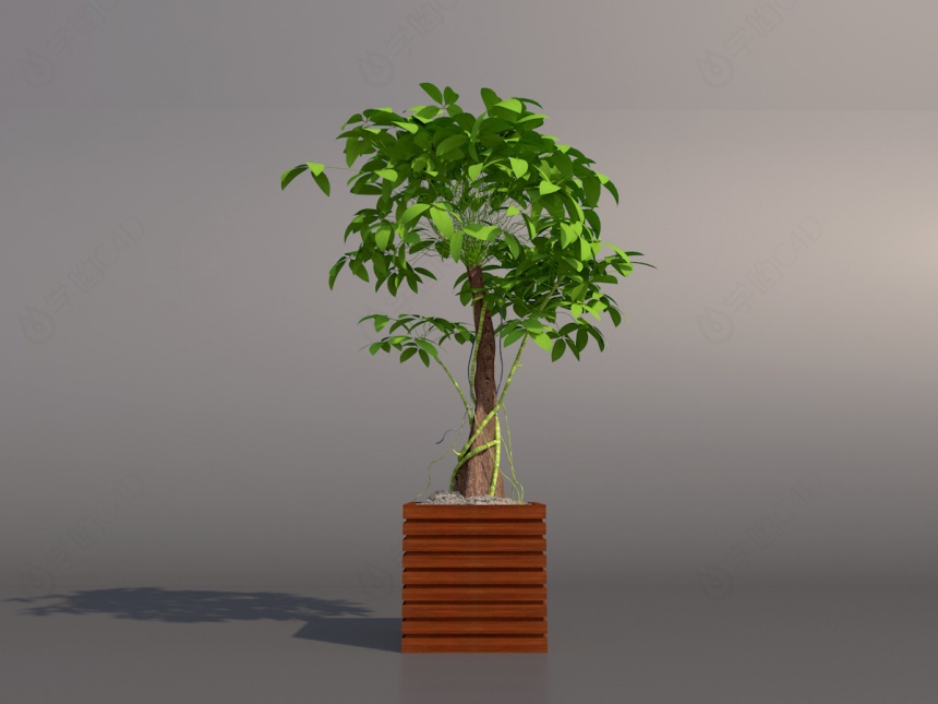 橡胶树盆景C4D模型