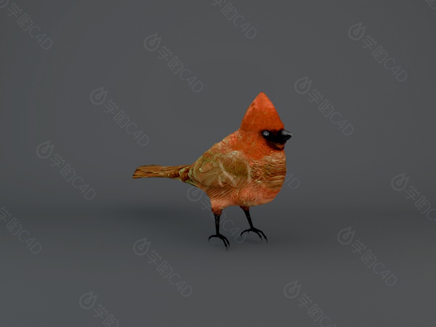 红色小鸟C4D模型