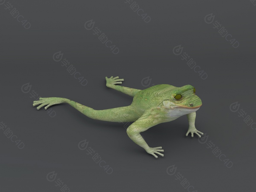 黑斑蛙C4D模型