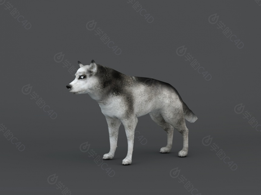 阿拉斯加雪橇犬C4D模型