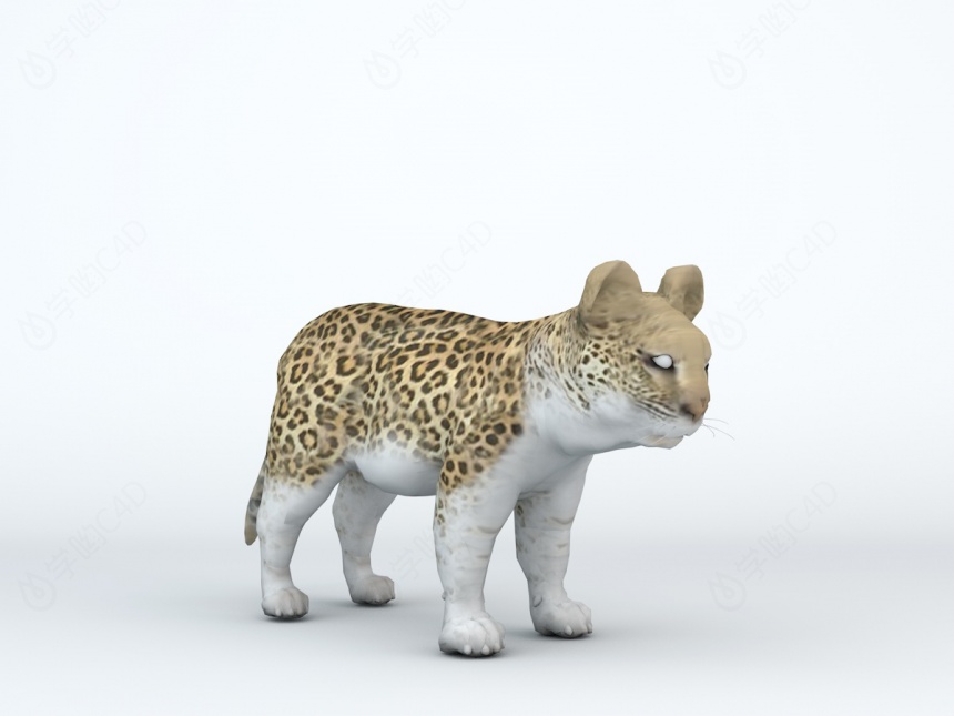 小豹子C4D模型