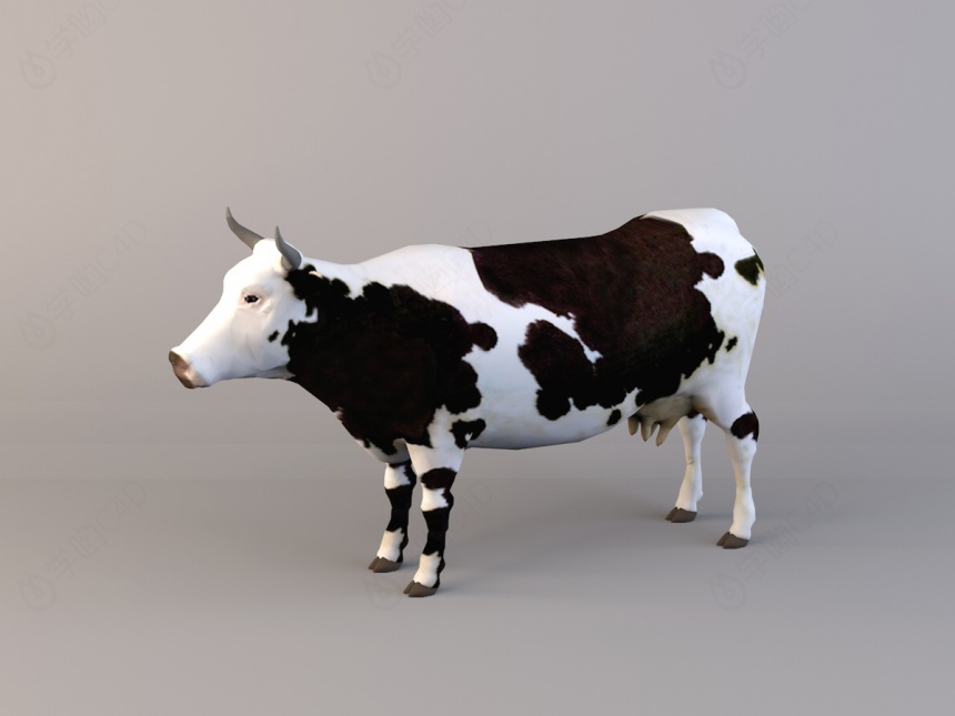 荷兰牛C4D模型