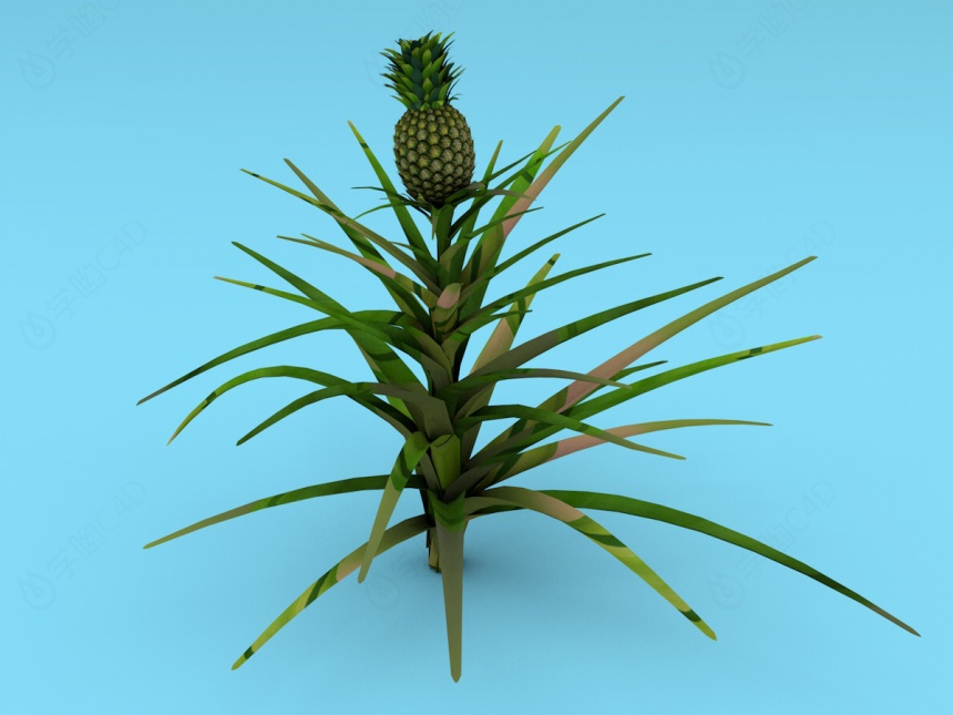菠萝C4D模型