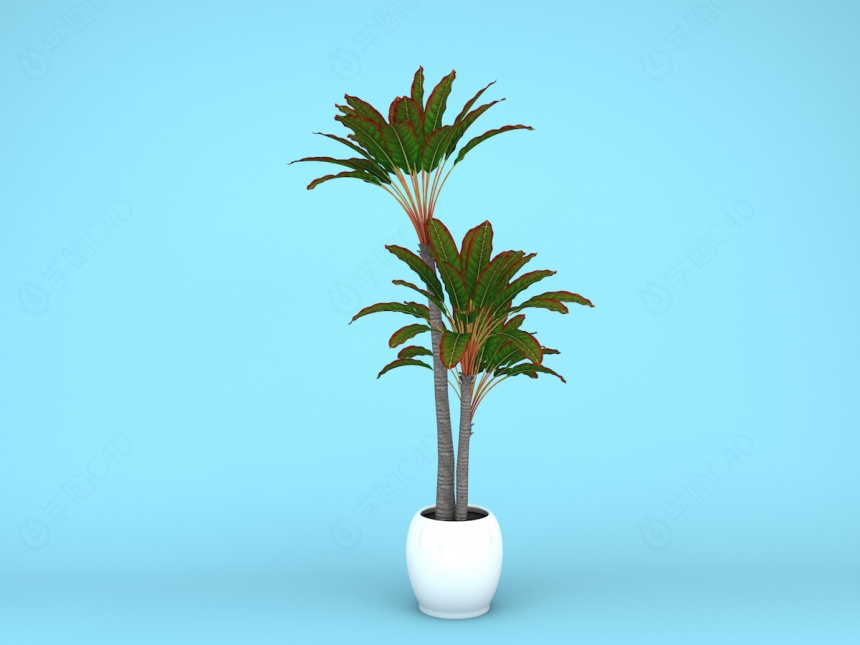 室内植物C4D模型