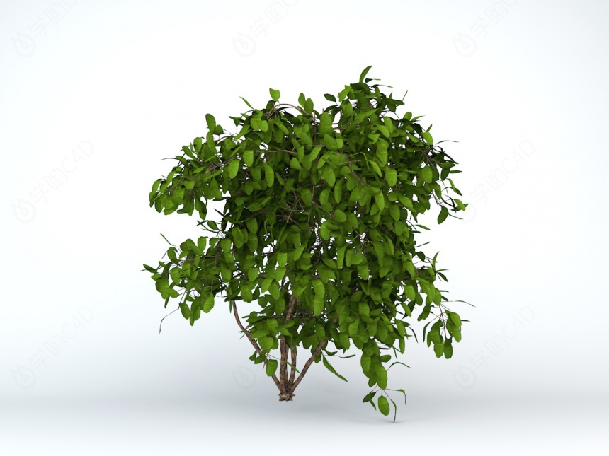 绿叶灌木C4D模型