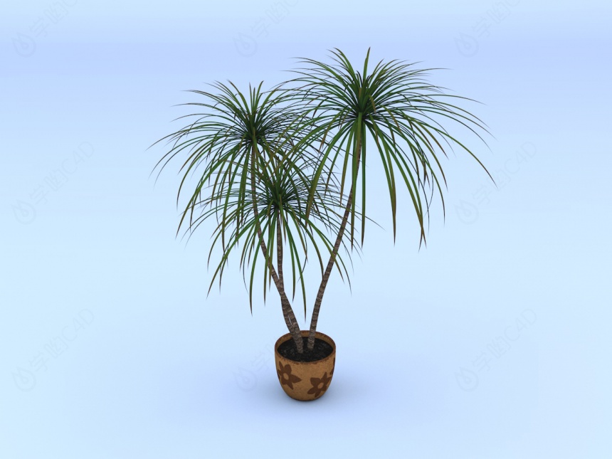棕榈树盆栽C4D模型