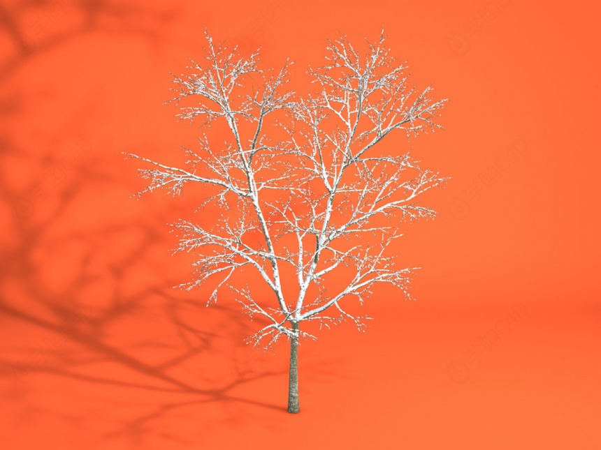 冬树C4D模型