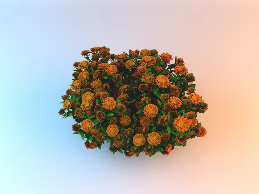 橘色花朵园艺植物C4D模型