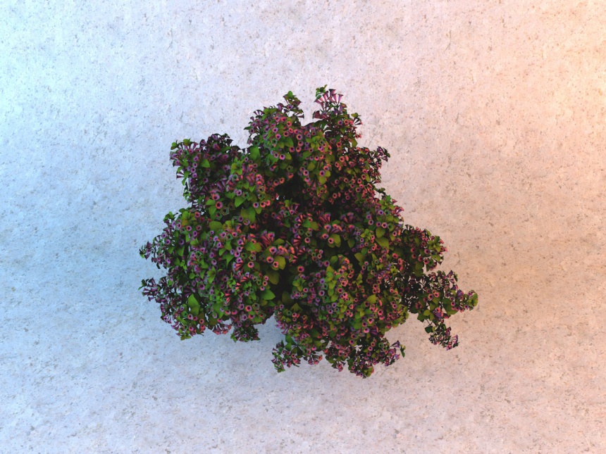 紫红色花朵树木C4D模型