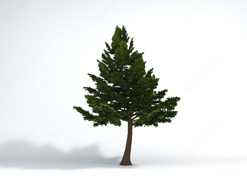 园林景观树木C4D模型