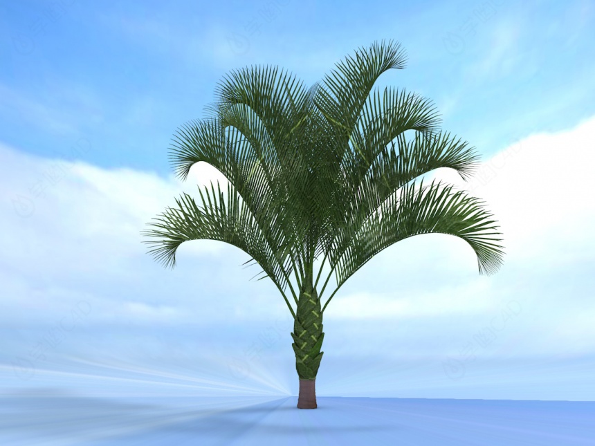 棕榈树C4D模型