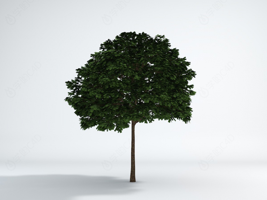 公园树木C4D模型