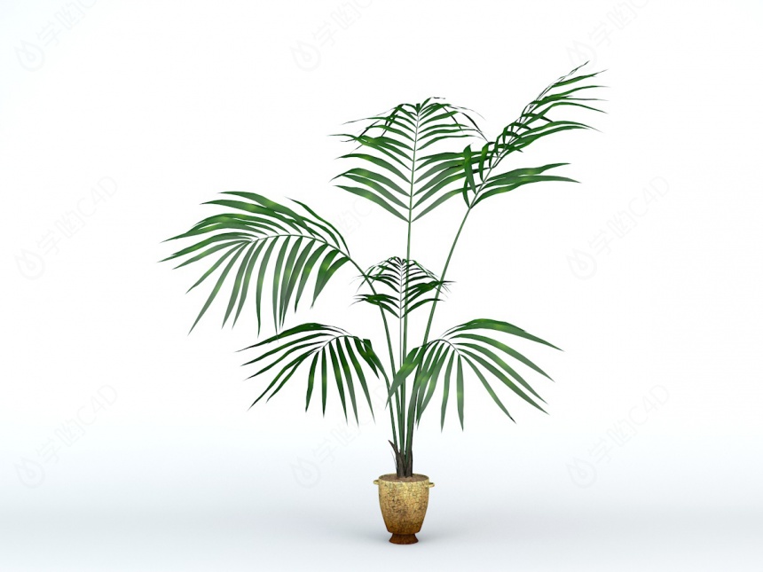 椰树盆栽C4D模型
