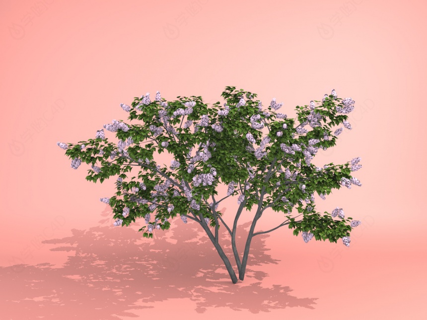 合欢树C4D模型