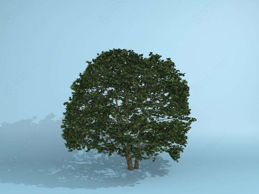 绿化苗木C4D模型