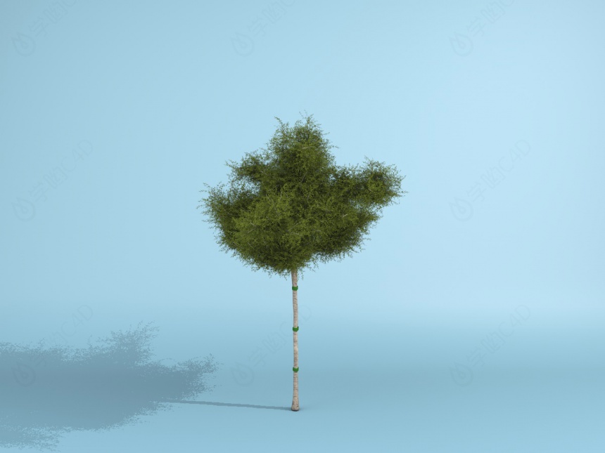 道路绿化树C4D模型