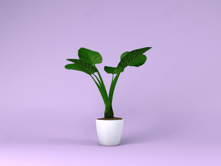 小型盆栽植物C4D模型