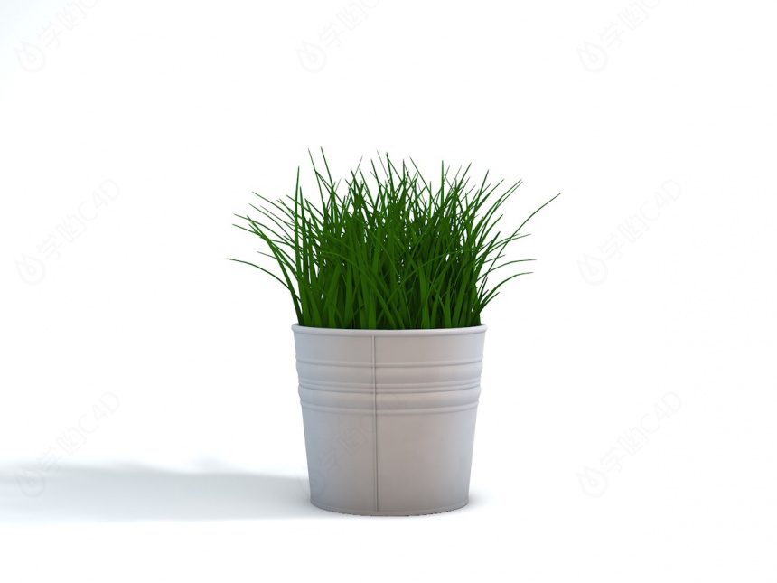 绿色长叶植物C4D模型