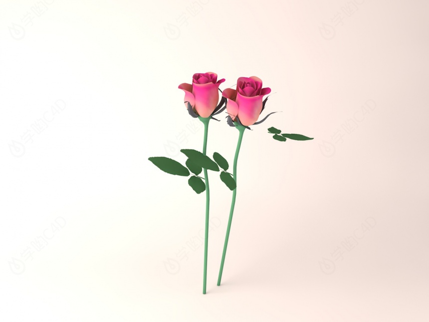 粉色玫瑰花C4D模型