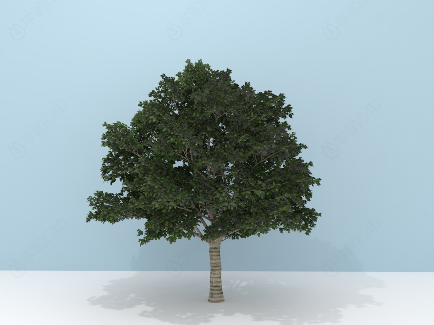阔叶树C4D模型