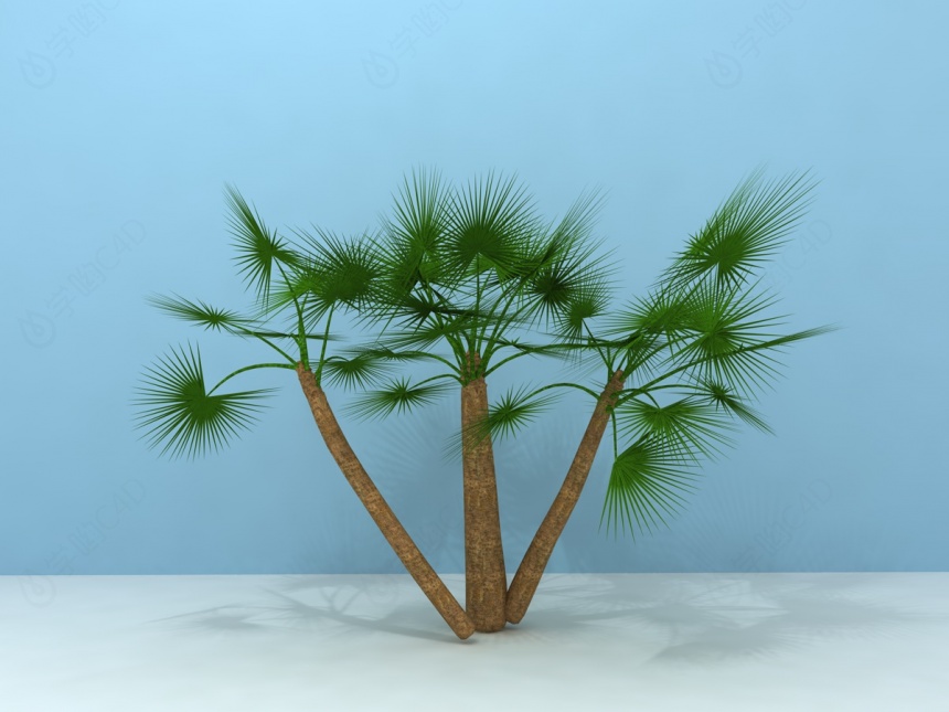 扇形棕榈树C4D模型