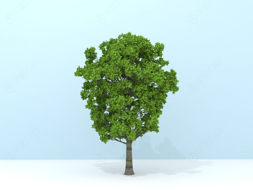 绿化环境树C4D模型