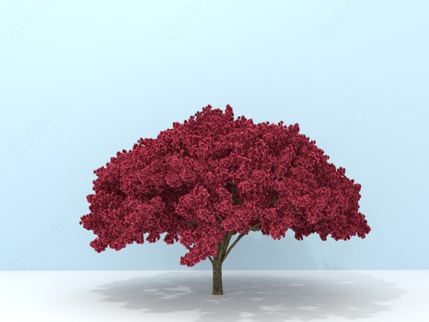 樱桃树C4D模型