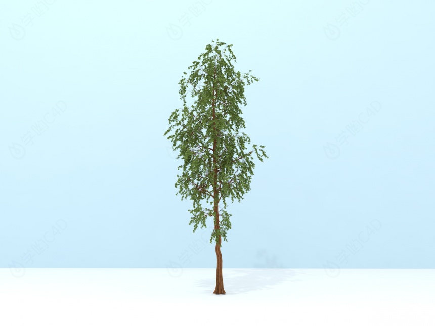 绿化环境树C4D模型