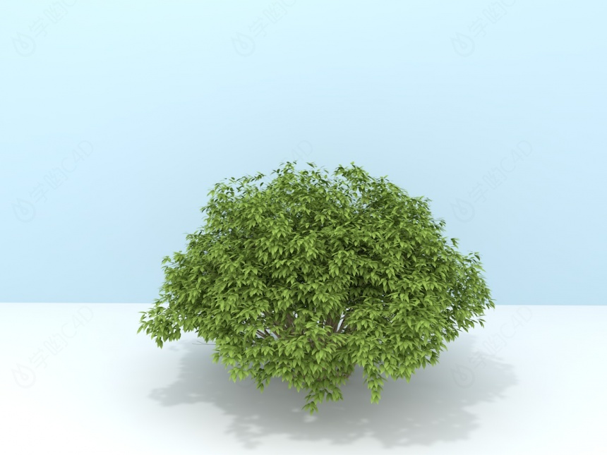 茂盛灌木C4D模型