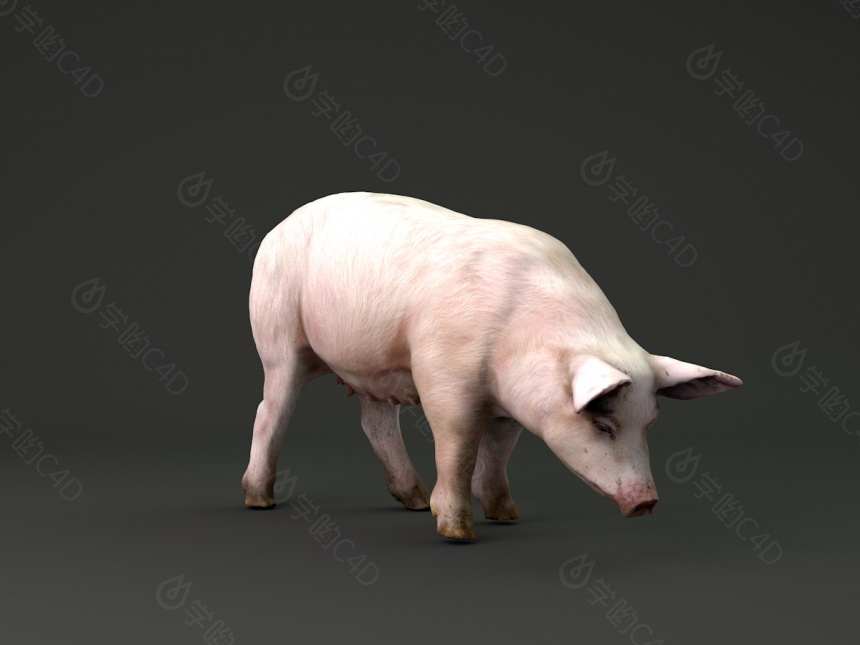 吃东西的猪C4D模型