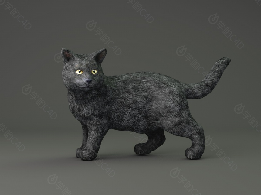 黑猫C4D模型