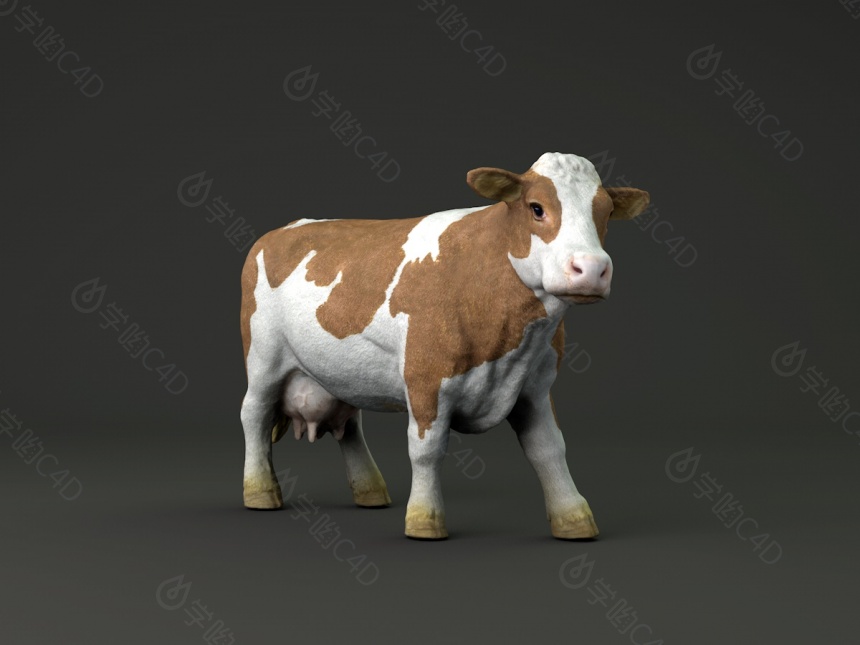 奶牛C4D模型