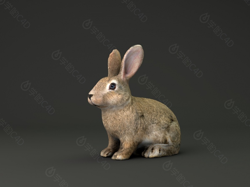 兔子C4D模型