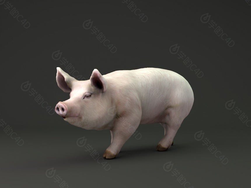 家猪C4D模型